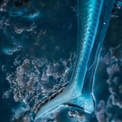 COMBO Leurres Souples Shad Lançon EELO 110 8gr AYU/BLEU -Pêche Passion Soldes combo leurres souples shad lancon eelo 110 8gr ayubleu 2