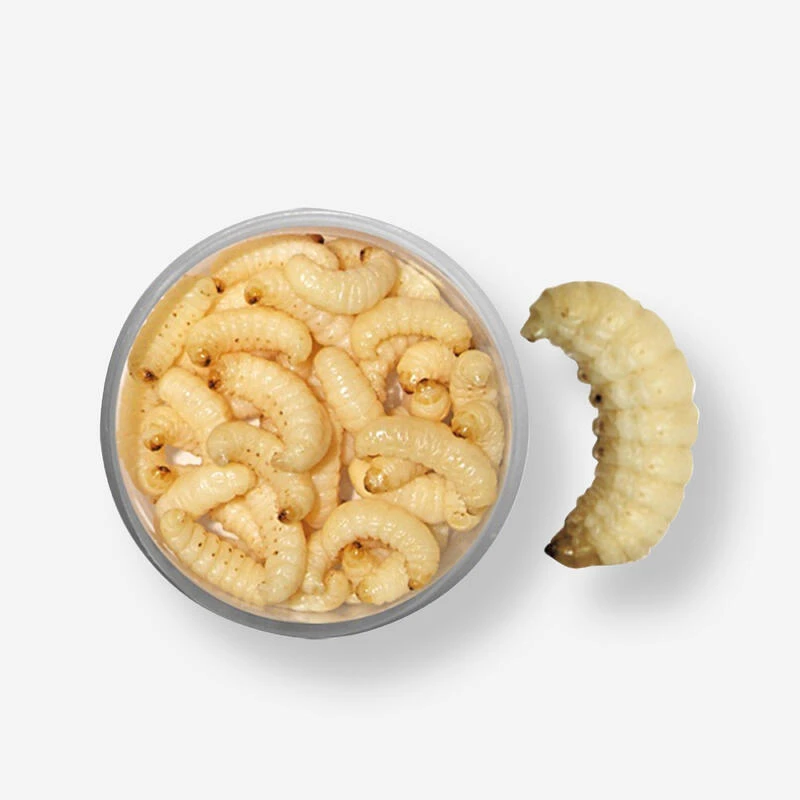 ESCHE PÊCHE DE LA TRUITE TEIGNES MOMIFIEES BLANCHE AIL 1 ESCHE PÊCHE DE LA TRUITE TEIGNES MOMIFIEES BLANCHE AIL