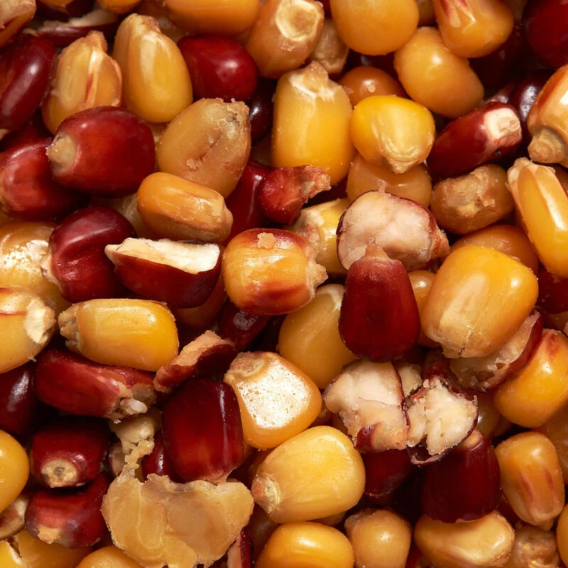 Maïs Cuit Jaune Et Rouge 1kg Graines Pêche De La Carpe 2 Maïs Cuit Jaune Et Rouge 1kg Graines Pêche De La Carpe – Image 2